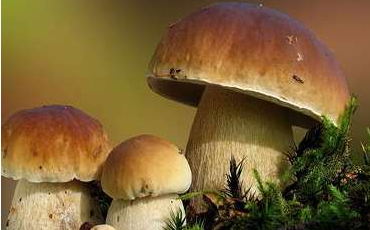 舌尖上的云南野生菌，燃燒著每個(gè)吃貨的味蕾