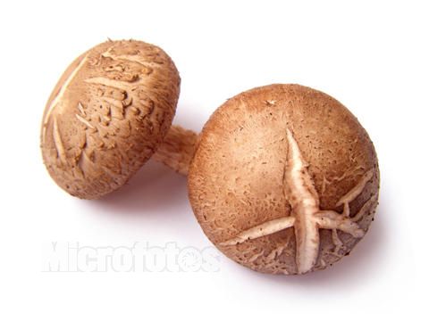 香菇簡(jiǎn)介