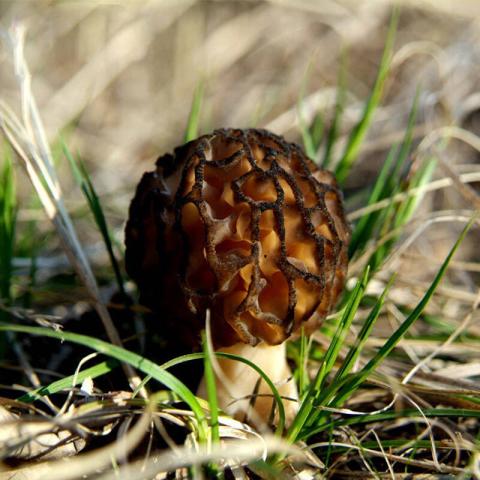 村里一種野生菌，現(xiàn)在逐步減少，一斤600多元價值很珍貴