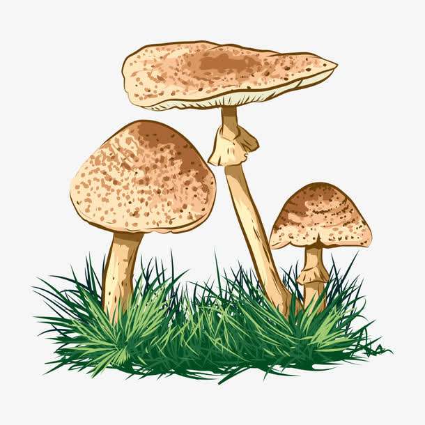 預(yù)警：野生菌中毒怎么防？怎么控？怎么辦？